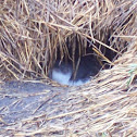 Fairy Penguins or Little Penguins