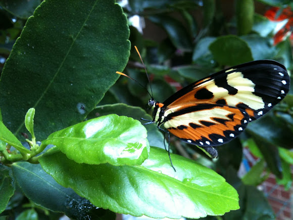 Spotting Image 1