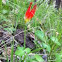 Wild columbine
