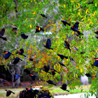 Red Winged Blackbird