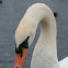 Swan