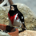 Red-breasted Grosbeak