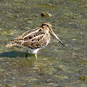 Wilson's Snipe