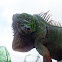 Green Iguana