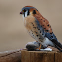 American Kestrel