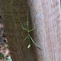 Stick-bug