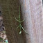 Stick-bug