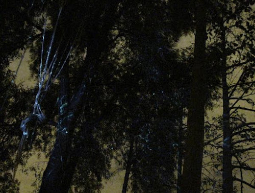 <p>
	Fireflies waking up on the vines and trees, opening night Camley St Natural Park</p>
