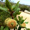 Canyon Live Oak