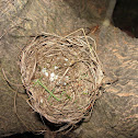 Bird Nest
