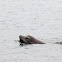 California Sea Lion