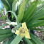 Apostle's Iris