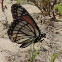 Viceroy Butterfly
