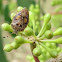 Shield bug/stink bug