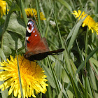 European Peacock