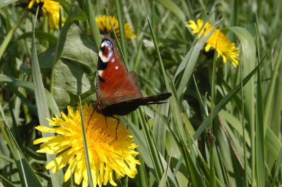 Spotting Image 1