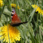 European Peacock