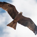 Black Kite