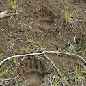 Black Bear