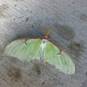 Luna Moth