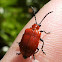Scarlet Lily Beetle