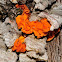 Tremella aurantia & Stereum hirsutum