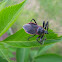 Bee Assassin