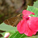 Swift Butterfly