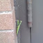 Praying mantis