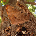 Question Mark Butterfly