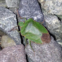 Green Shield Bug