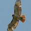 Red-tailed Hawk