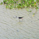 Black-necked Stilt
