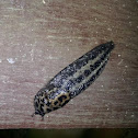 leopard slug