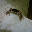 Crab