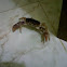 Crab