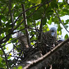 Malayan Night Heron