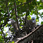 Malayan Night Heron