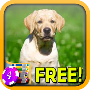 3D Labrador Wild Cherry Slots.apk 1.0