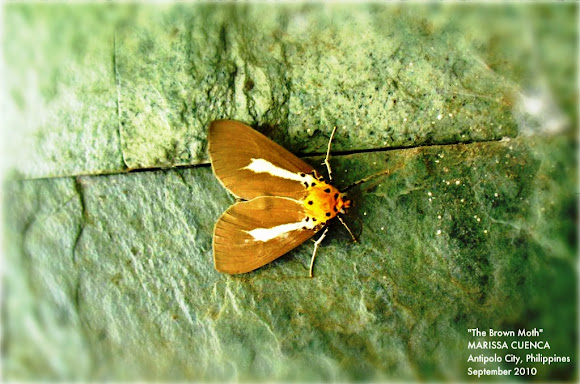 Spotting Image 1