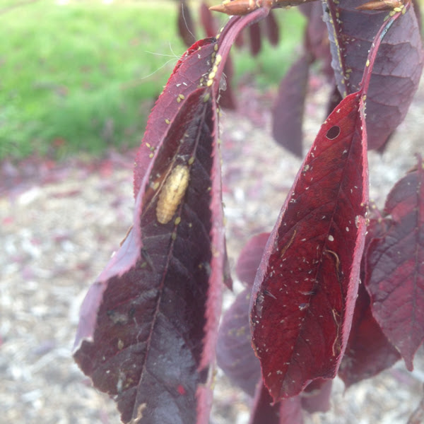 Bailey's Select Schubert Cherry, Schubert Select Project Noah