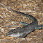 Giant Ameiva