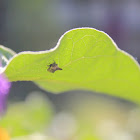 aphid?