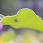 aphid?