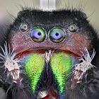 Jumping spider
