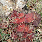 Unknown Bracket Fungus