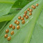 Coreidae eggs 