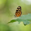Polymnia Tigerwing Butterfly