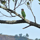 White-cheeked Barbet