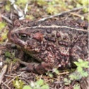 Western Toad